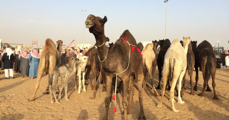 ABHA PROJECT in Saudi Arabia